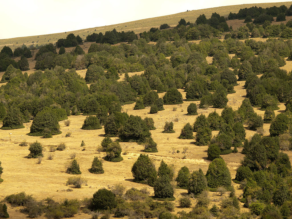 Acebal de Garagüeta, en Arévalo de la Sierra (Soria). Fuente: Wikicommons