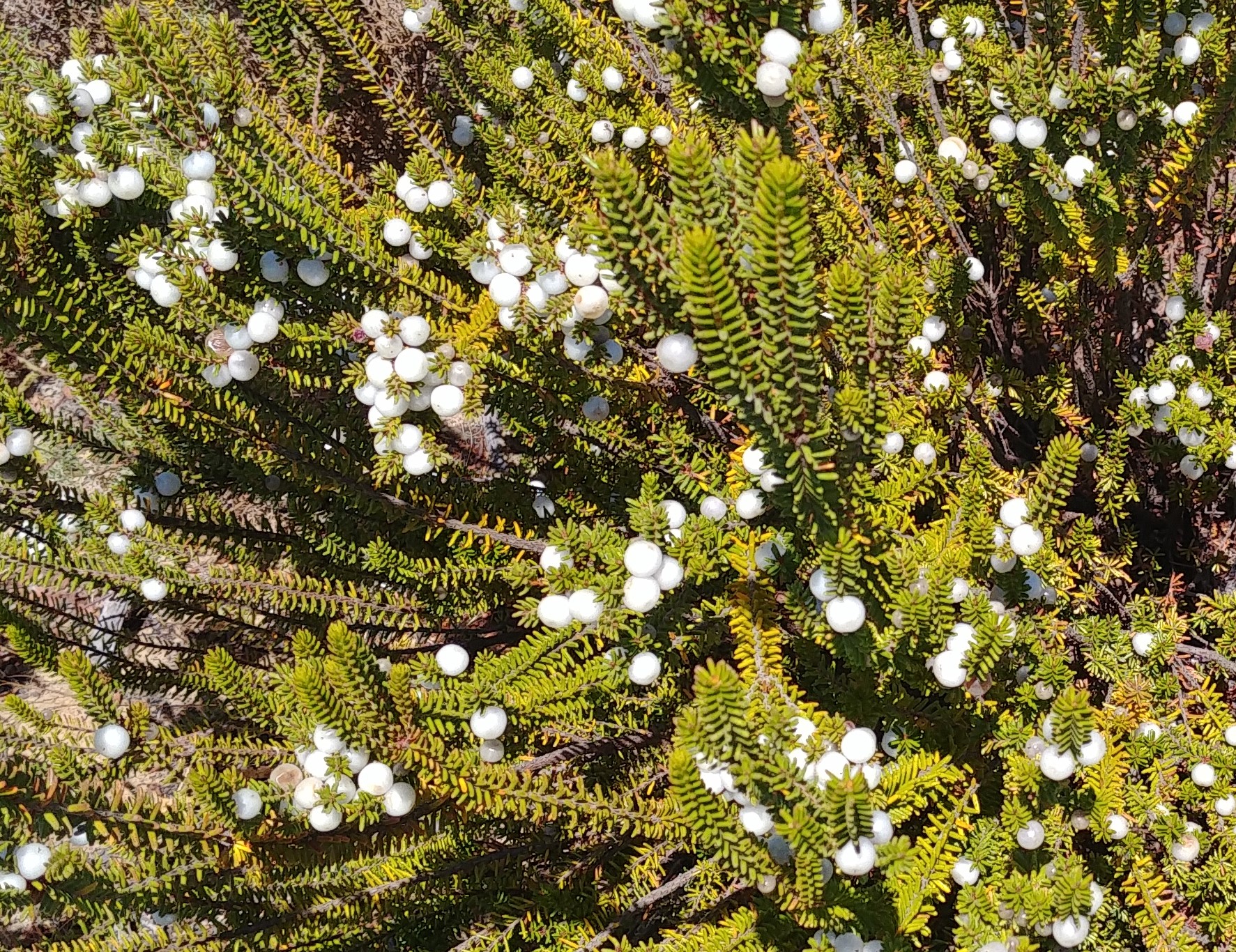 Corema album en el Coto de Doñana (foto de la autora)